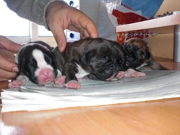 cachorros boxer