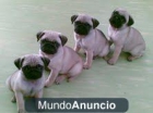 Cachorros carlino pedigree 390€ c/u - mejor precio | unprecio.es