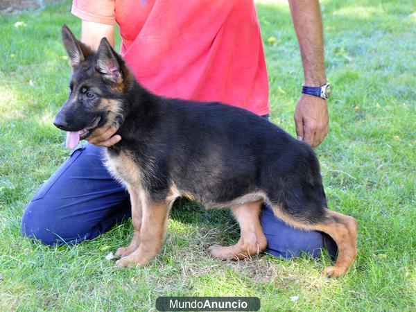 CACHORROS DE PASTOR ALEMAN CON LOE Y PADRES TATUADOS