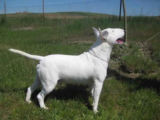 CRIADORES DE BULLTERRIER INGLES