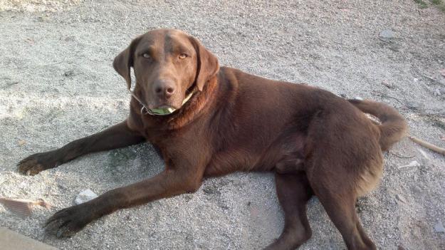 Duque, labrador color chocolate en adopcion