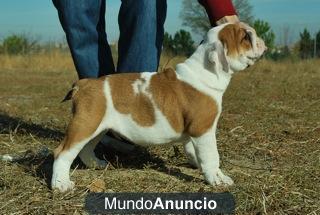 Ejemplares de Bulldog Ingles fotos reales calidad y belleza