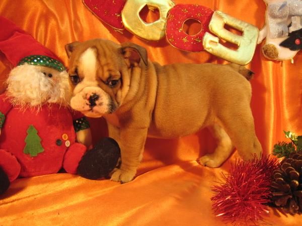 Lindo y adorable cachorro Bull Dog Inglés para la Navidad