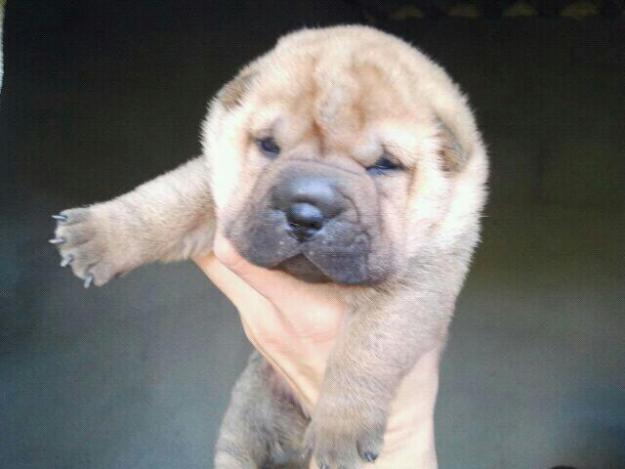 shar peis