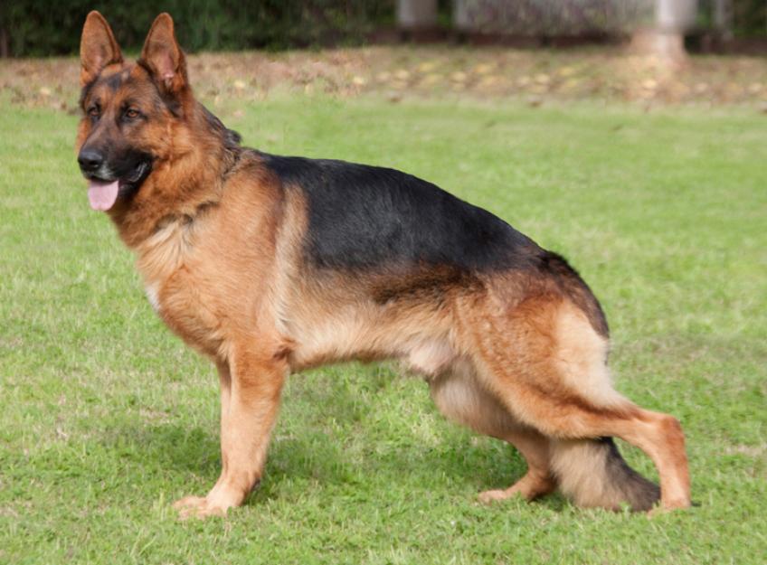 Cachorros Pastor Alemán de belleza