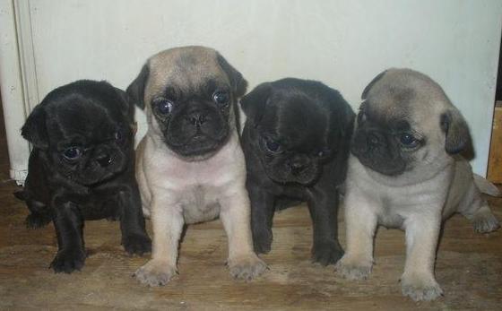 cachorros Carlino negro y marrón