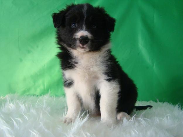 Border Collie machos y hembras