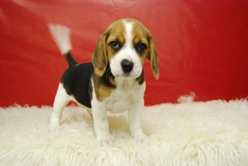 cachorrines beagle, con dos meses