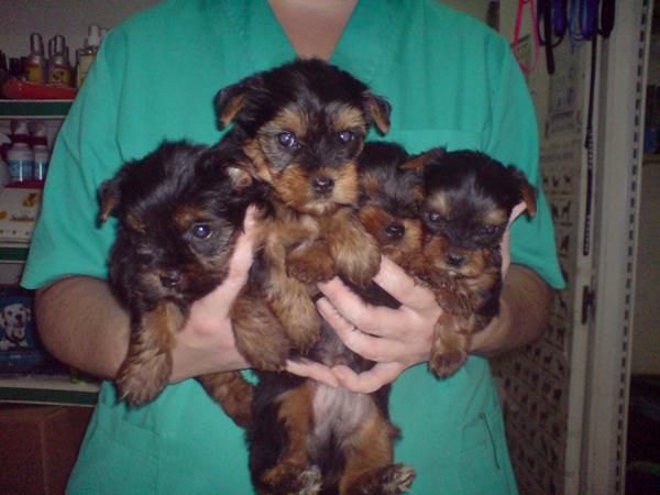 CACHORRITOS DE YORKSHIRE, PEQUEÑITOS 500 EUROS