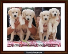 Cachorritos Golden Retriever - mejor precio | unprecio.es