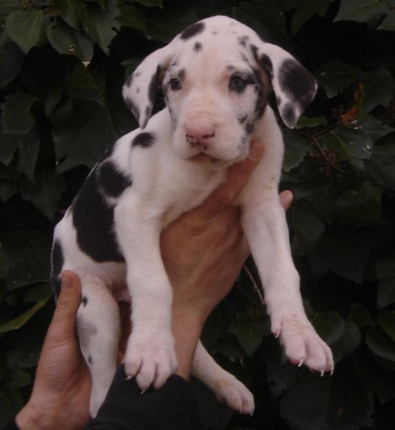 CACHORROS DE DOGO ALEMAN ARLEQUIN / NEGRO