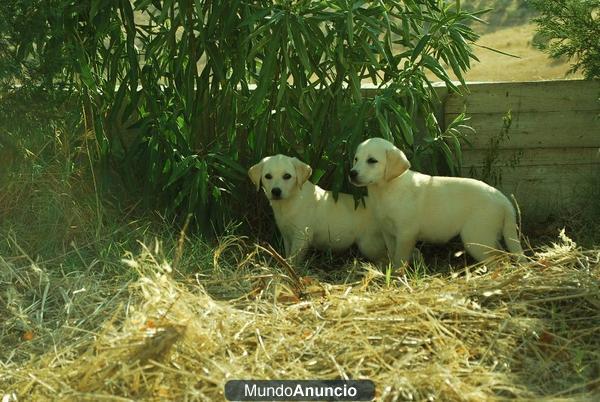 CAMADITA DE LABRADOR CACHORROS DE COLOR CANELA