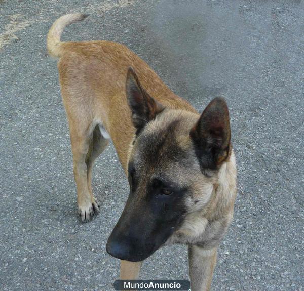 DESAPARECIDO PASRTOR BELGA MALINOIS EN CAMPOO DE SUSO CANTABRIA