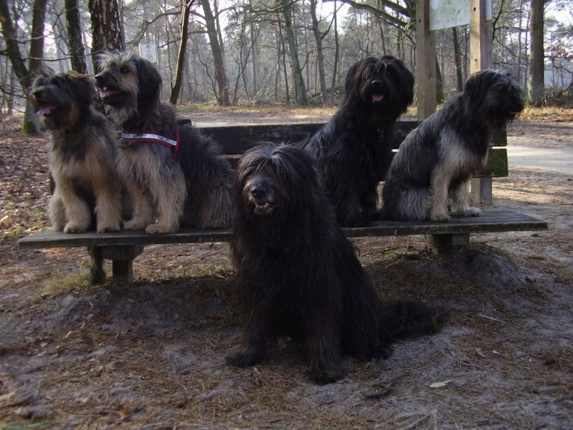 Gos de atura (pastor catalan). cachorros