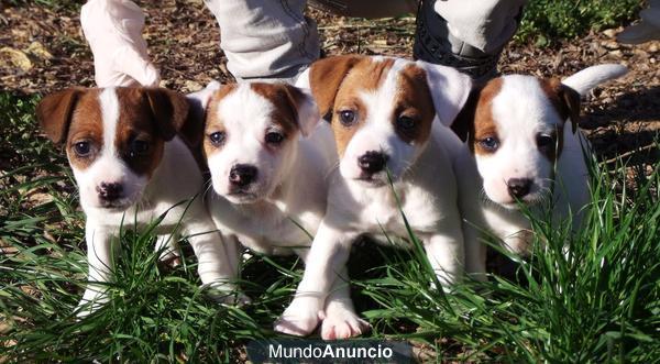 JACK RUSSELL TERRIER EN BARCELONA 250€