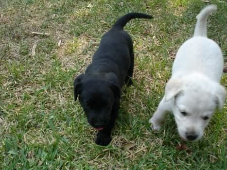 labradores negros y dorados con dos meses llamame y te los enseño