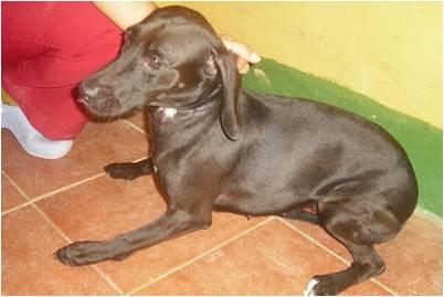 SHILA  (NEGRITA CRUCE LABRADOR Y TECKEL) EN ADOPCION