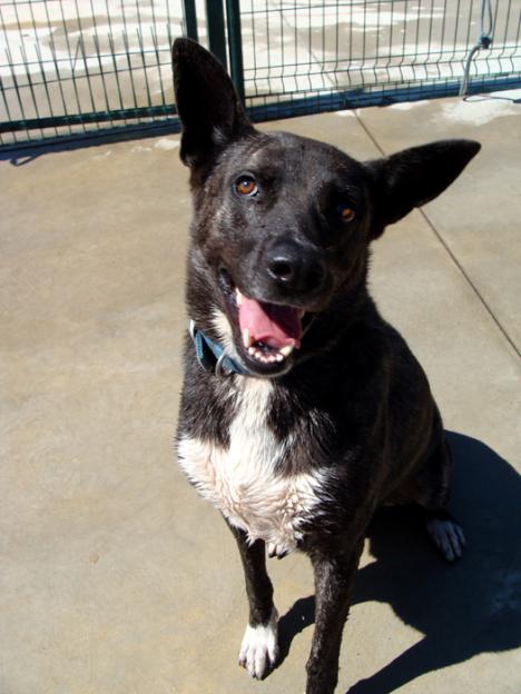 SIMBA perro grande joven en adopción