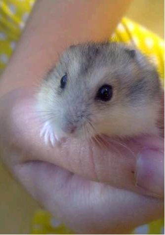 VENDO HAMSTERS RUSOS DE UN MES Y MEDIO