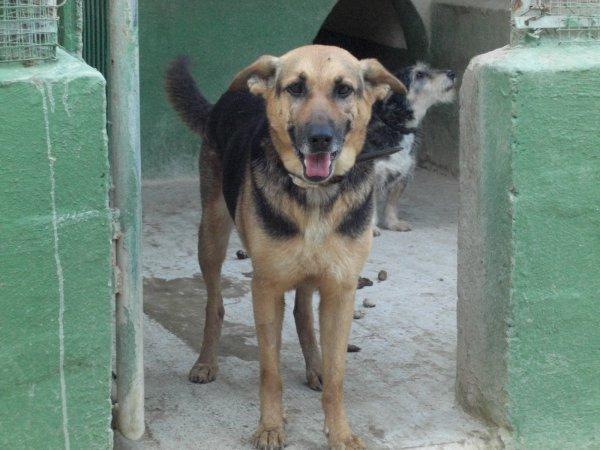 Bulma maravillosa con los niños, adoptela