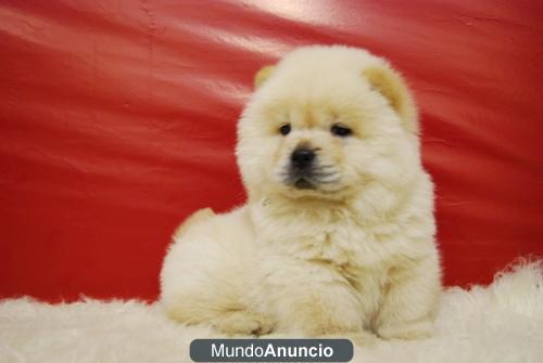 cachorritos de chow chow para entregarse