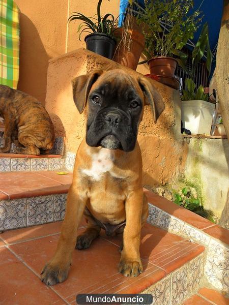 CACHORROS BOXER