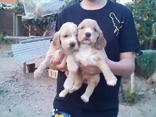 cachorros de cocker spaniel