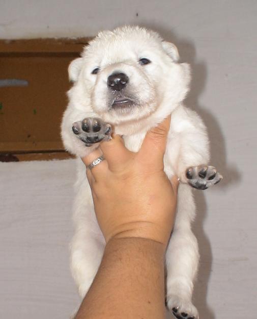 CACHORROS PASTOR BLANCO SUIZO