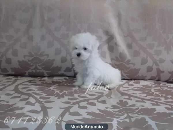 Excelente  cachorro BICHON MALTES mini