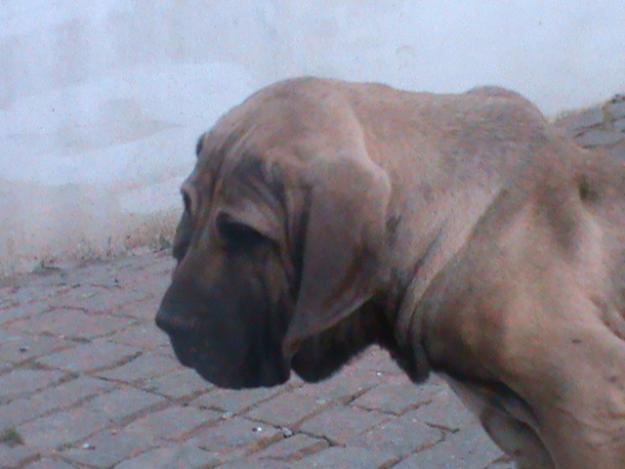 FILA BRASILEIRO