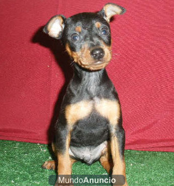 Impresionantes cachorros de Mini Pincher Pura Raza - Madrid