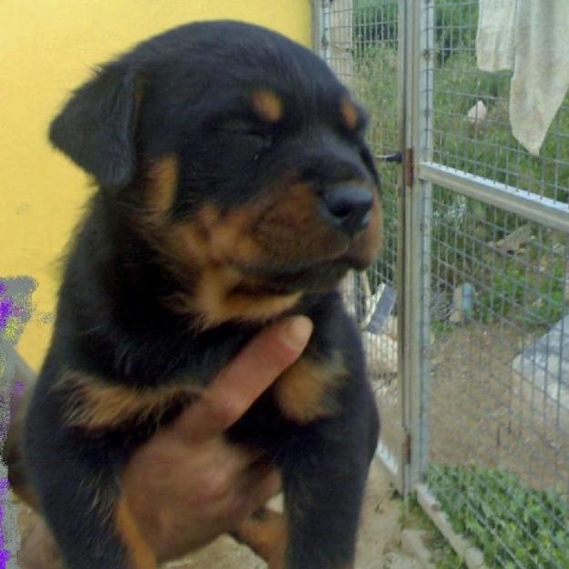 impresionantes cachorros de rottweiler descendientes de las mejores lineas, pedegri loe