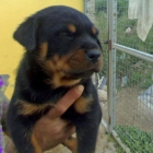 impresionantes cachorros de rottweiler descendientes de las mejores lineas, pedegri loe - mejor precio | unprecio.es