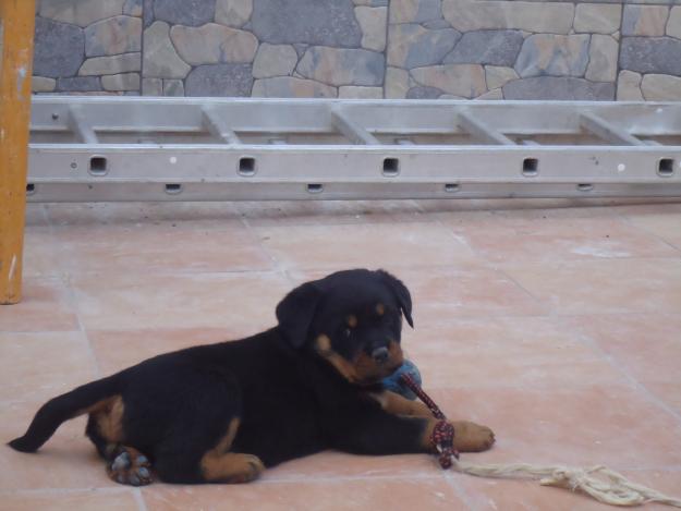 ULTIMAS CACHORRAS DE  ROTTWAILER‏