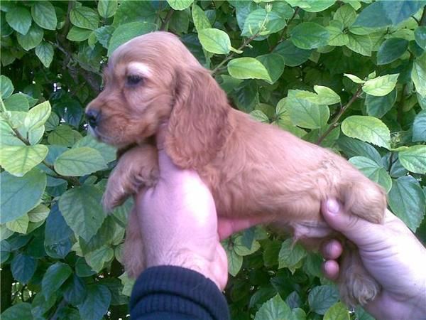 cachorro de cocker negro macho