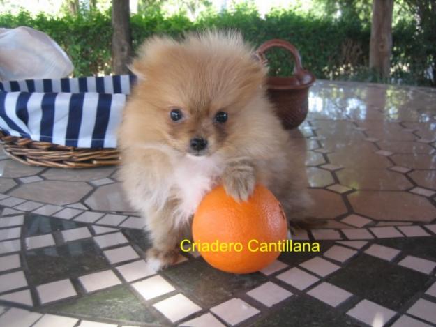 cachorro pomerania