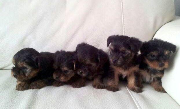 Cachorros de yorkshire terrier