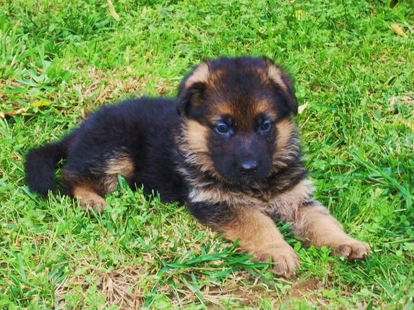 impresionantes cachorros pastor aleman padres CEPPA