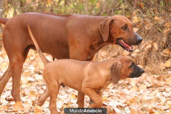 RHODESIAN RIDGEBACK - Camadas