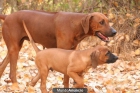 RHODESIAN RIDGEBACK - Camadas - mejor precio | unprecio.es