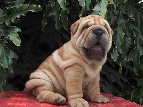 shar pei con 8 semanas,muy bonitos