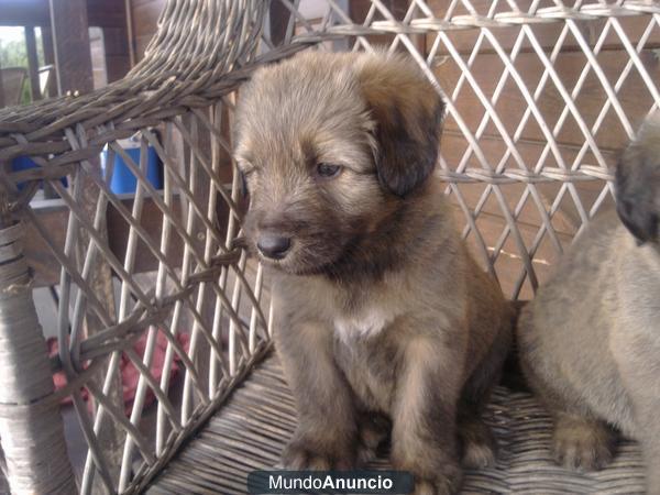 Se vende cachorros Gos´D Atura Catala