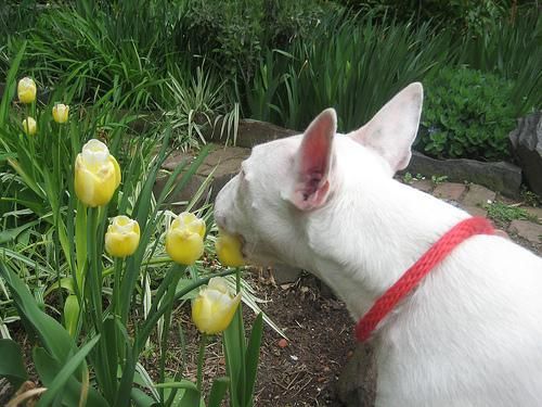 afectuoso Bull Terrier disponible con todos los papeles