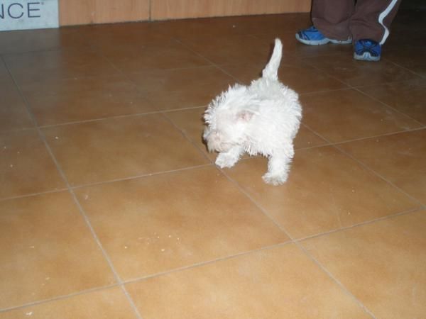 Bichon Maltes hembras 380 euros