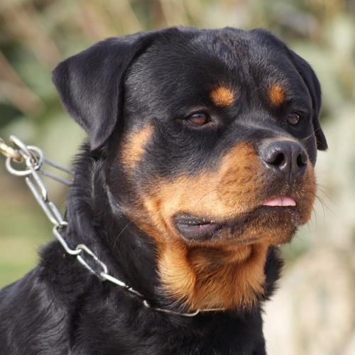 EXCELENTE CAMADA ROTTWEILER