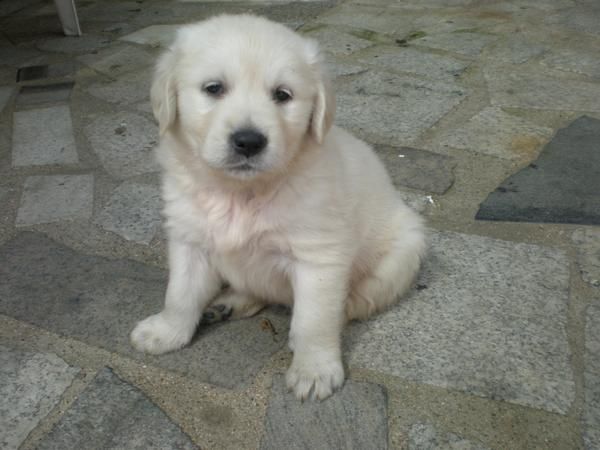 OFERTA CACHORROS GOLDEN RETRIEVER