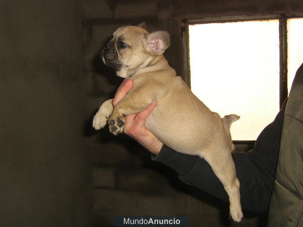 preciosa camada de bulldog frances 490 euros