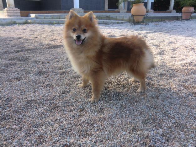 precioso macho pomerania 100E