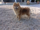 precioso macho pomerania 100E - mejor precio | unprecio.es