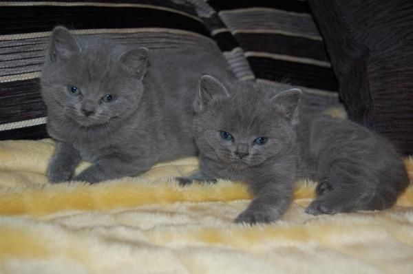 Regala gatitos British Shorthair a tus queridos